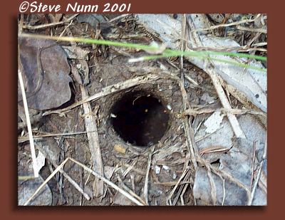 Burrow entrance of S stirlingi