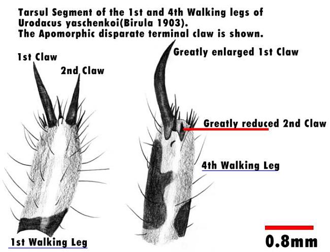 Tarsus of the first and fourth walking legs of Urodacus yaschenkoi, showing apomorphic disparate terminal claw development