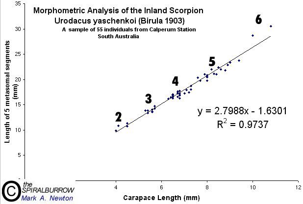 Morphometric analysis of Urodacus yaschenkoi, showing regression line with a correlation coefficient of 0.97