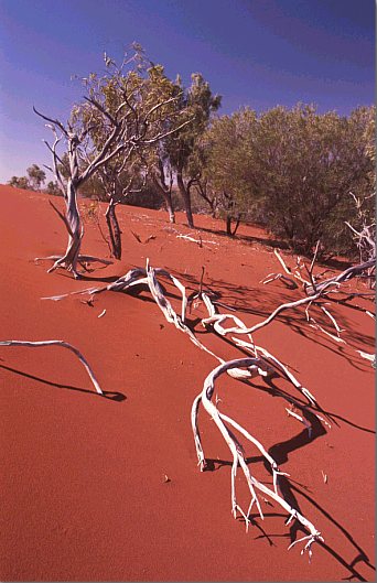 Yaschenkoi occupy sand dunes of outback Australia