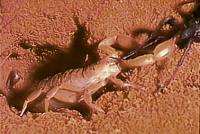 Inland scorpion taking a trapdoor spider that passed by