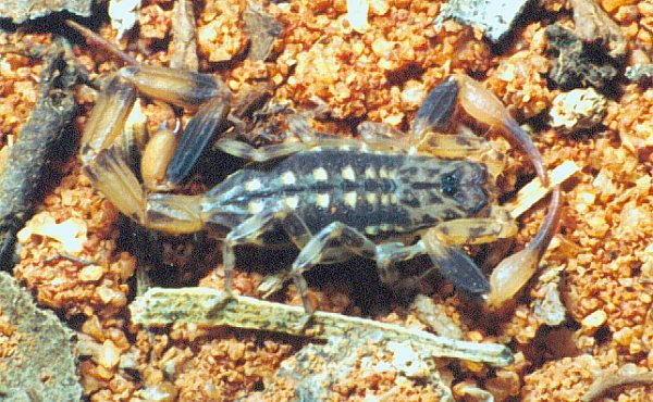 Isometrus melanodactylus.